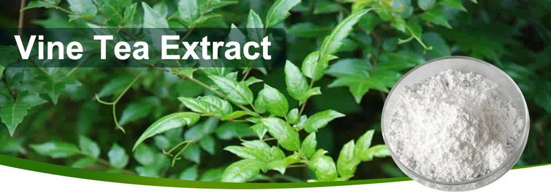 Vine Tea Extract Manufacturer Vine Tea Extract Manufacturer