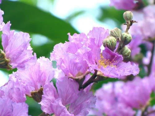 Top Banaba Leaf Extract Manufacturers and Suppliers in Russia