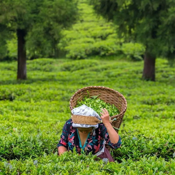 Green Tea Extracts for Health Green Tea Extracts for Health