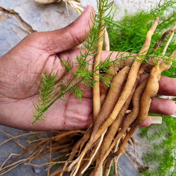 Phytochemical Manufacturers Phytochemical Manufacturers
