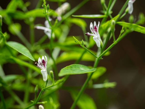 Andrographolide Andrographolide