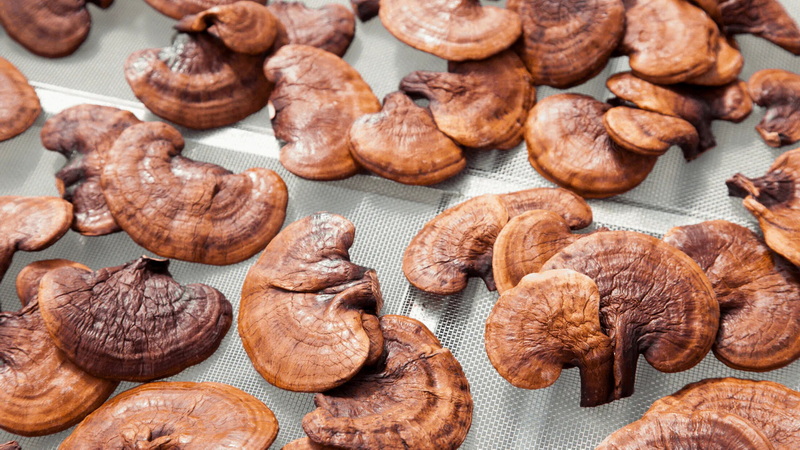 Mushroom Extracts Company Mushroom Extracts Company