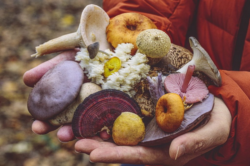 Top Mushroom Extracts Manufacturers and Suppliers in Quebec City