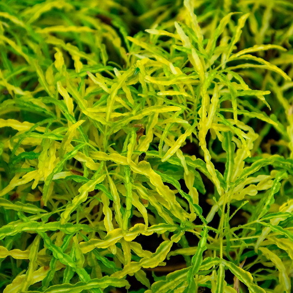 Natural Feed Additives Natural Feed Additives