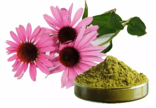China Echinacea Extract China Echinacea Extract