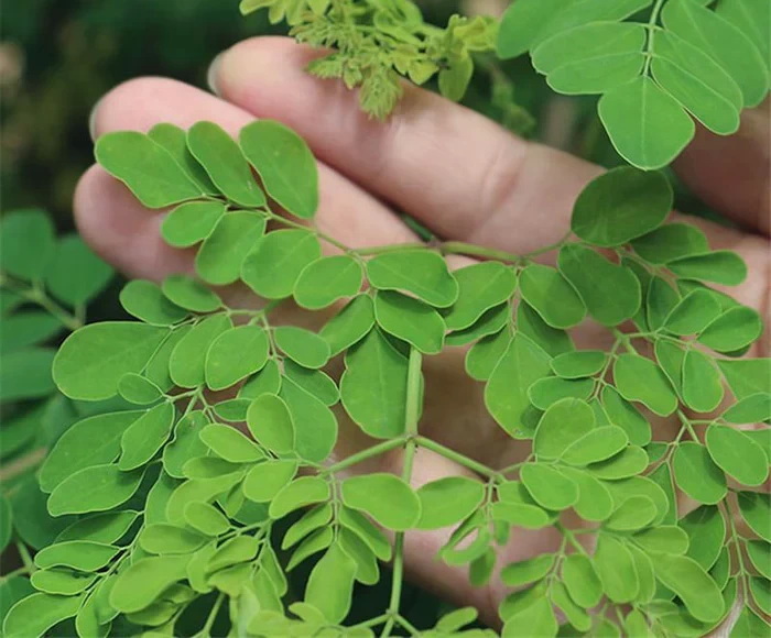 China Moringa Leaf Extract China Moringa Leaf Extract