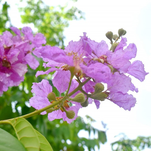 How to Choose a Reliable Banaba Extract Supplier for Global B2B Manufacturing?