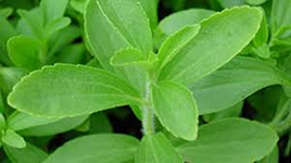 Stevia Rebaudioside A Stevia Rebaudioside A