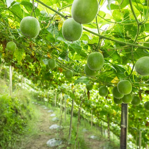 Monk Fruit Powder Extract Concentrated Juice image