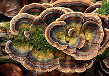 Coriolus Versicolor Powder Extract
