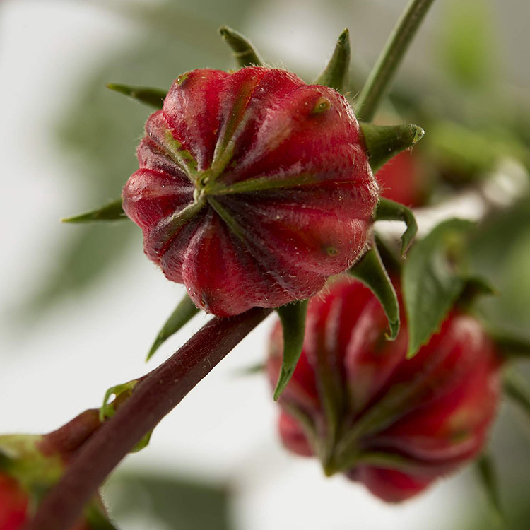 Hibiscus Red image