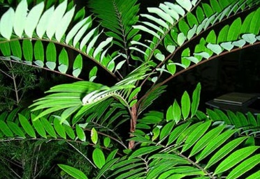Tongkat Ali Powder Extract 