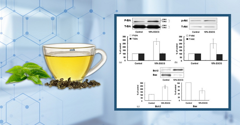 Green Tea Extract Cause Hair Loss Green Tea Extract Cause Hair Loss