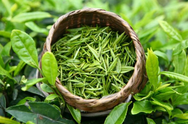 Is Green Tea Leaf Extract Caffeine Is Green Tea Leaf Extract Caffeine