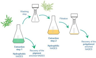 How Is Green Tea Extracted-_2 How Is Green Tea Extracted-_2