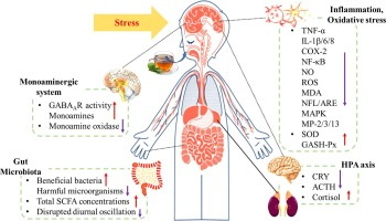 How Long To Get Green Tea Extract Out of System_2 How Long To Get Green Tea Extract Out of System_2