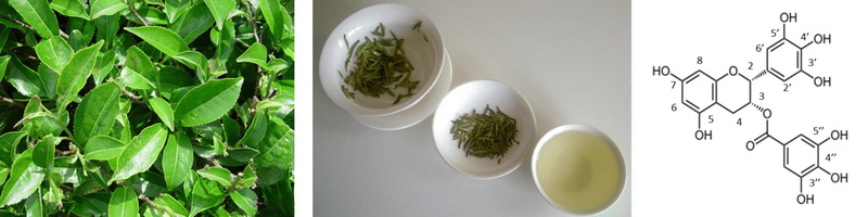 Green Tea Extract Be Pro-inflammatory Green Tea Extract Be Pro-inflammatory