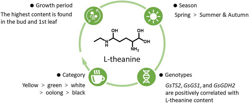 Get L-theanine From Green Tea Extract_1