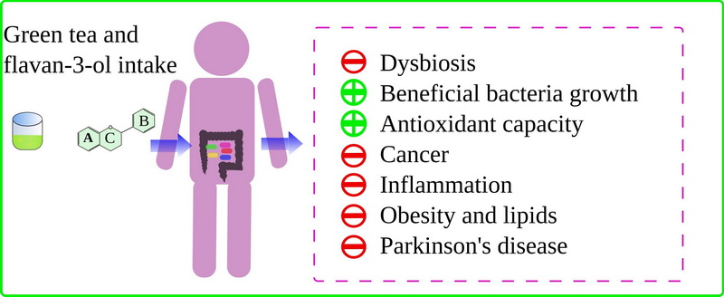 Take Green Tea Extract with A Probiotic_2 Take Green Tea Extract with A Probiotic_2