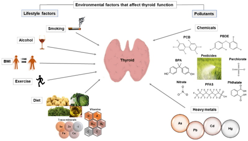 Does Green Tea Extract Interfere with Thyroid Medication_1 Does Green Tea Extract Interfere with Thyroid Medication_1