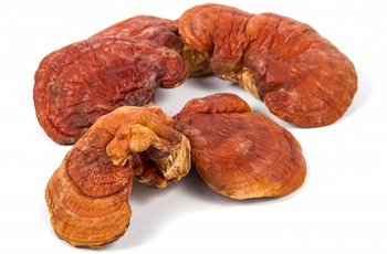 Mushroom Extract Manufacturer