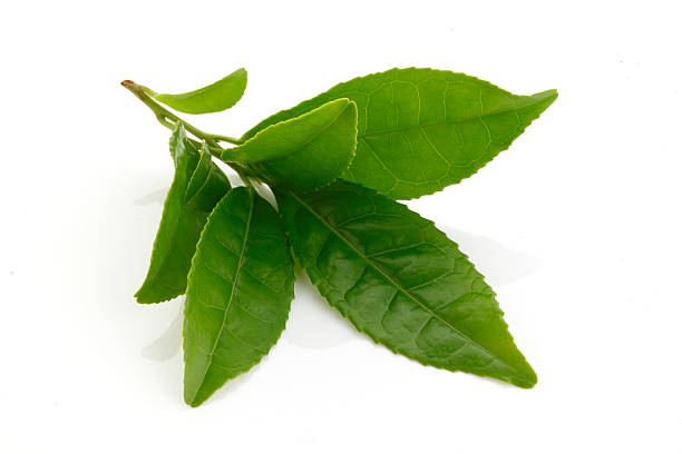 Green Tea Extract110 Green Tea Extract110