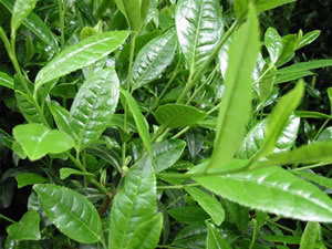 Green Tea Extract145