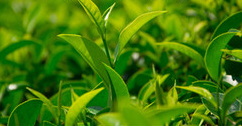 Green Tea Extract246