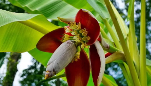 What Are The Best Ways To Combine Banaba Leaf Extract with Other Natural Ingredients