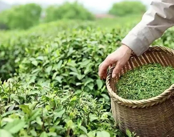 Green Tea Extract Worth It Green Tea Extract Worth It