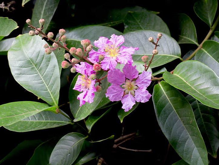 China Banaba Leaf Extract_1