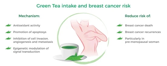 What Makes Green Tea L-Theanine 60% Stand Out From Other Supplements What Makes Green Tea L-Theanine 60% Stand Out From Other Supplements