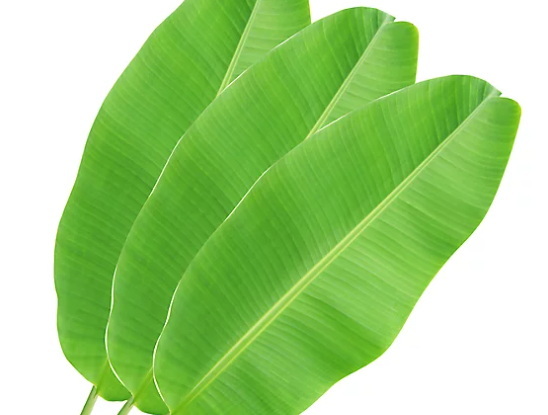Do Banaba Leaf Extract Wholesalers Offer Discounts For Bulk Orders Do Banaba Leaf Extract Wholesalers Offer Discounts For Bulk Orders