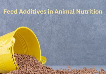 Natural Feed Additives Manufacturer Natural Feed Additives Manufacturer