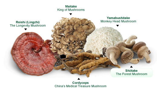 Top Mushroom Extracts Manufacturers in Germany
