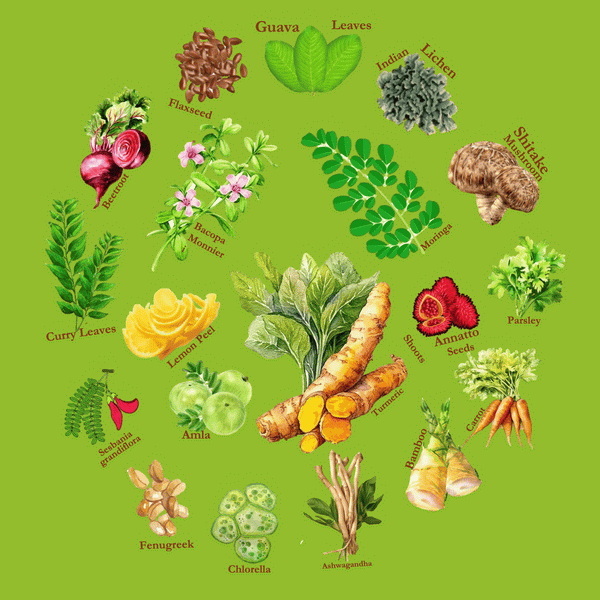 Top Organic Extracts Manufacturers and Suppliers in Portugal