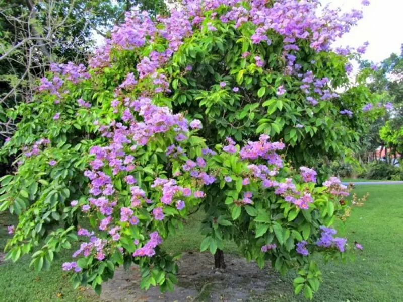 Top Banaba Leaf Extract Manufacturers and Suppliers in Spain