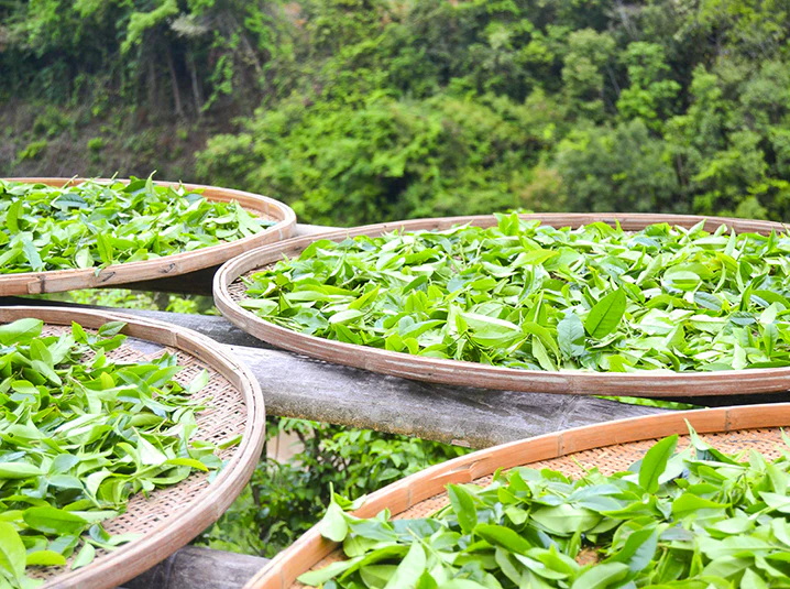 Green Tea Extracts Company Green Tea Extracts Company
