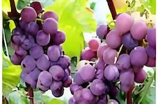 Grapeseed-EX™ Grapeseed-EX™