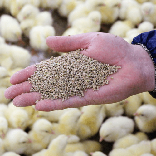 Top Natural Feed Additives Manufacturers In Spain