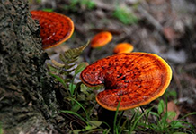 Reishi Mushroom Powder Extract Reishi Mushroom Powder Extract