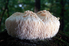 Hericium Erinaceus Powder Extract Hericium Erinaceus Powder Extract