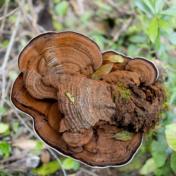 Coriolus Versicolor Powder Extract image