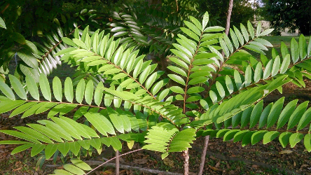 Water Soluble Tongkat Ali Root Extract Water Soluble Tongkat Ali Root Extract