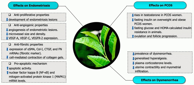 Side Effects of Green Tea Extract