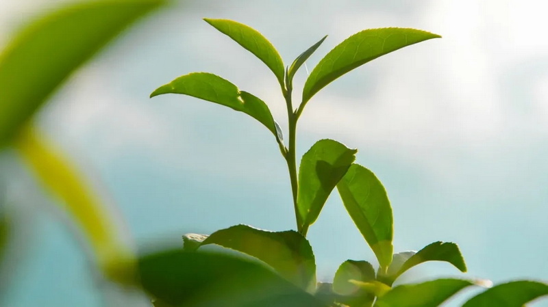 Green Tea Extract Good for Eczema