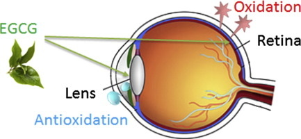 Does Green Tea Extract Affect Eyes_2 Does Green Tea Extract Affect Eyes_2