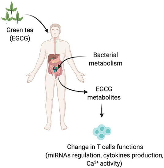 Green Tea Extract Act As A Pct_2
