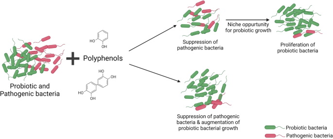 Take Green Tea Extract with A Probiotic_1 Take Green Tea Extract with A Probiotic_1
