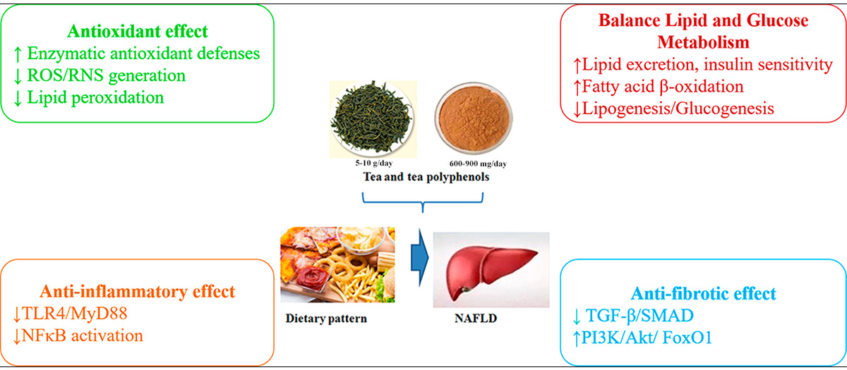 Green Tea Extract136 Green Tea Extract136